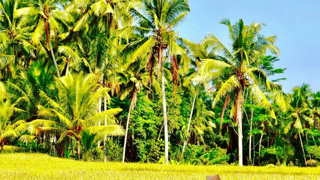 Sú balijskí bohovia nahnevaní?