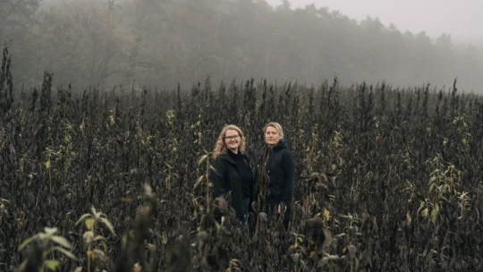 Zemiak, ktorý nie je zemiak. Prečo sa topinambur vracia na taniere šéfkuchárov
