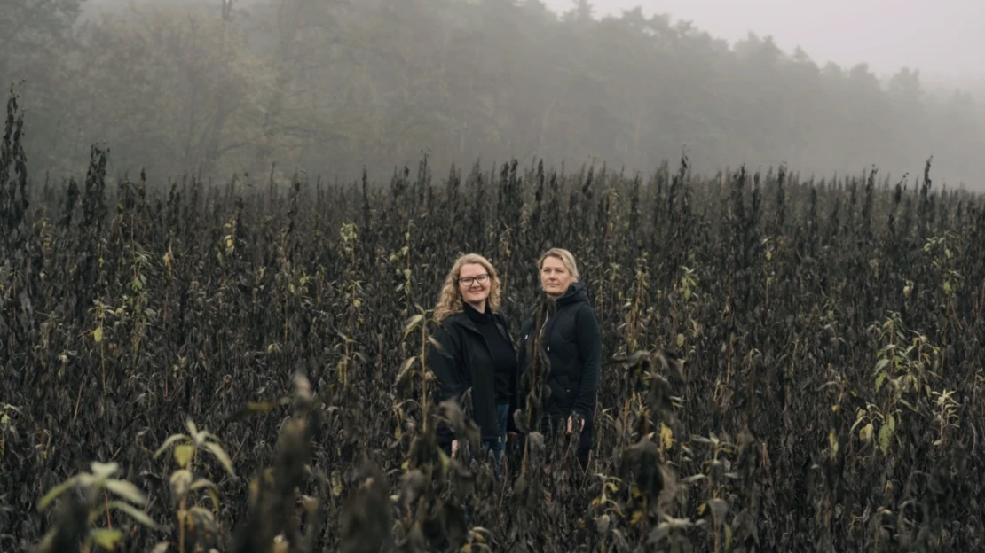 Zemiak, ktorý nie je zemiak. Prečo sa topinambur vracia na taniere šéfkuchárov