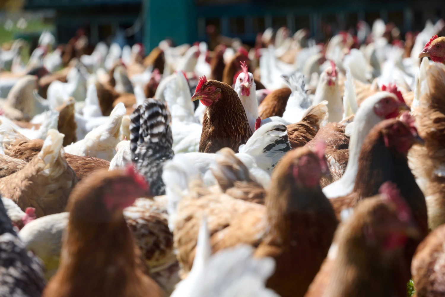 Rozprávková farma Sliepočkovo.