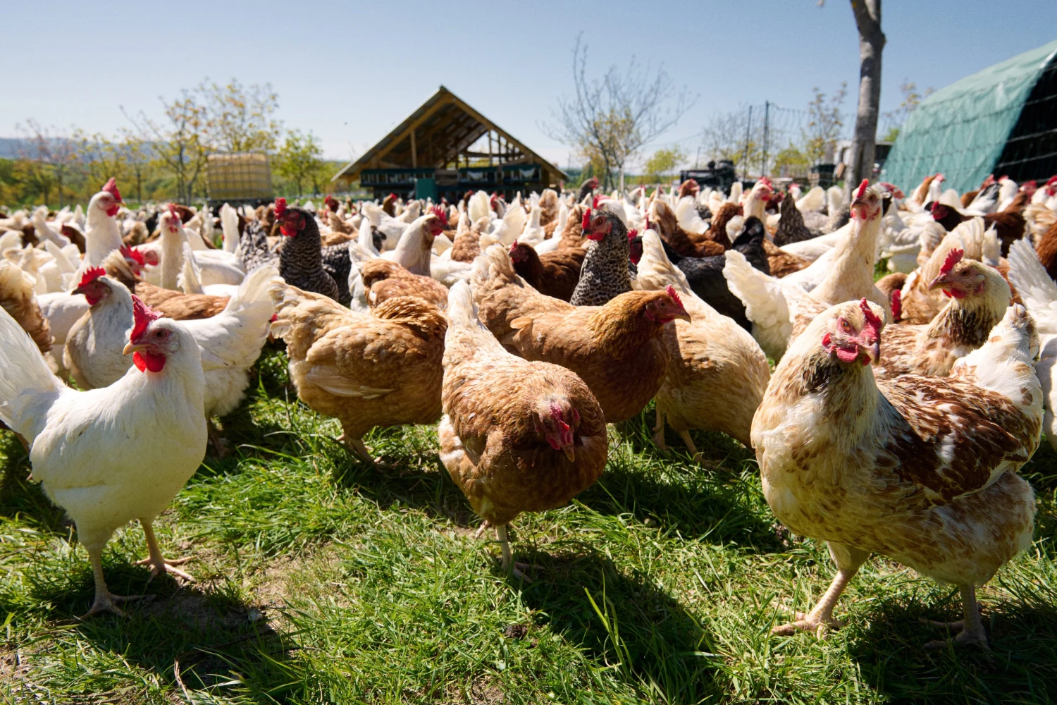 Rozprávková farma Sliepočkovo.