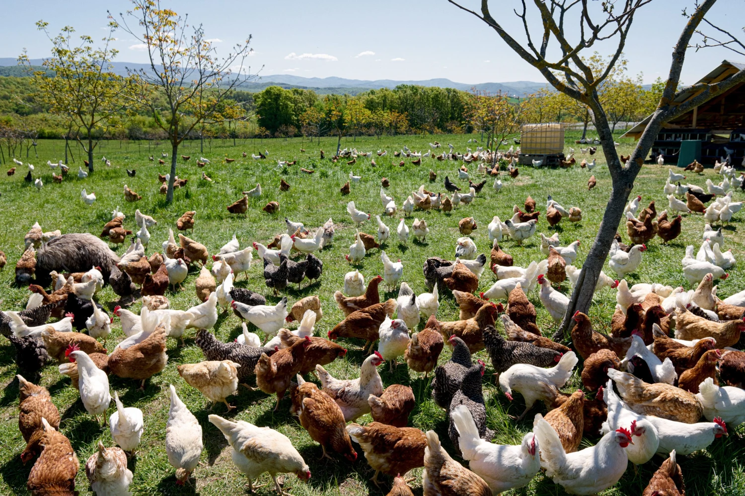 Rozprávková farma Sliepočkovo. Strážca emu je učupený v tráve vľavo.