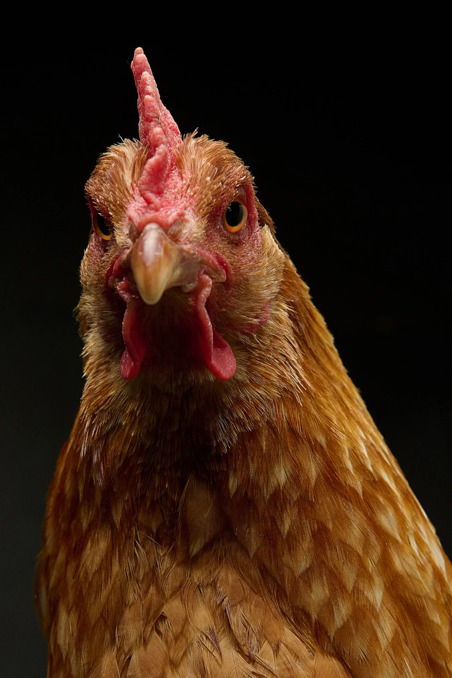 Rozprávková farma Sliepočkovo.