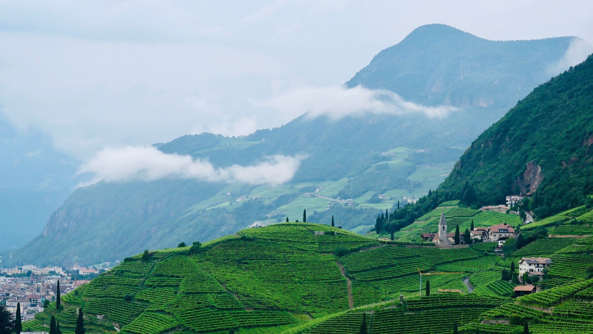 Malebný pohľad na vinice v talianskom Bolzane na pozadí majestátnych hôr. Foto: Pexels.