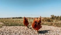 Prišli o tisíce sliepok, zrušili časť fariem a uvažujú o Rumunsku. V skupine Sanagro nastali zmeny