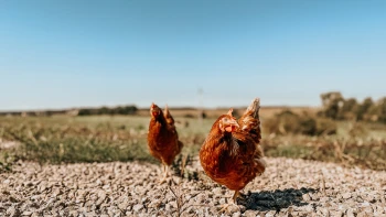 Prišli o tisíce sliepok, zrušili časť fariem a uvažujú o Rumunsku. V skupine Sanagro nastali zmeny