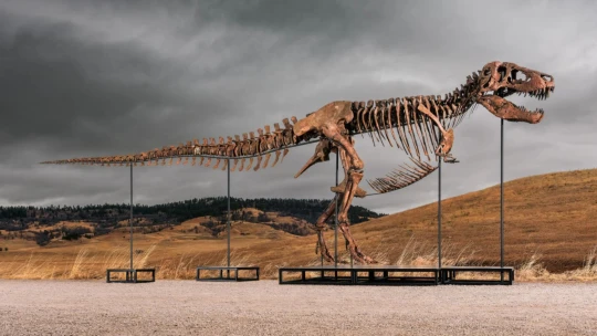Takmer 44 miliónov eur za tyranosaura cez telefón. Fosílie lákajú  najbohatších