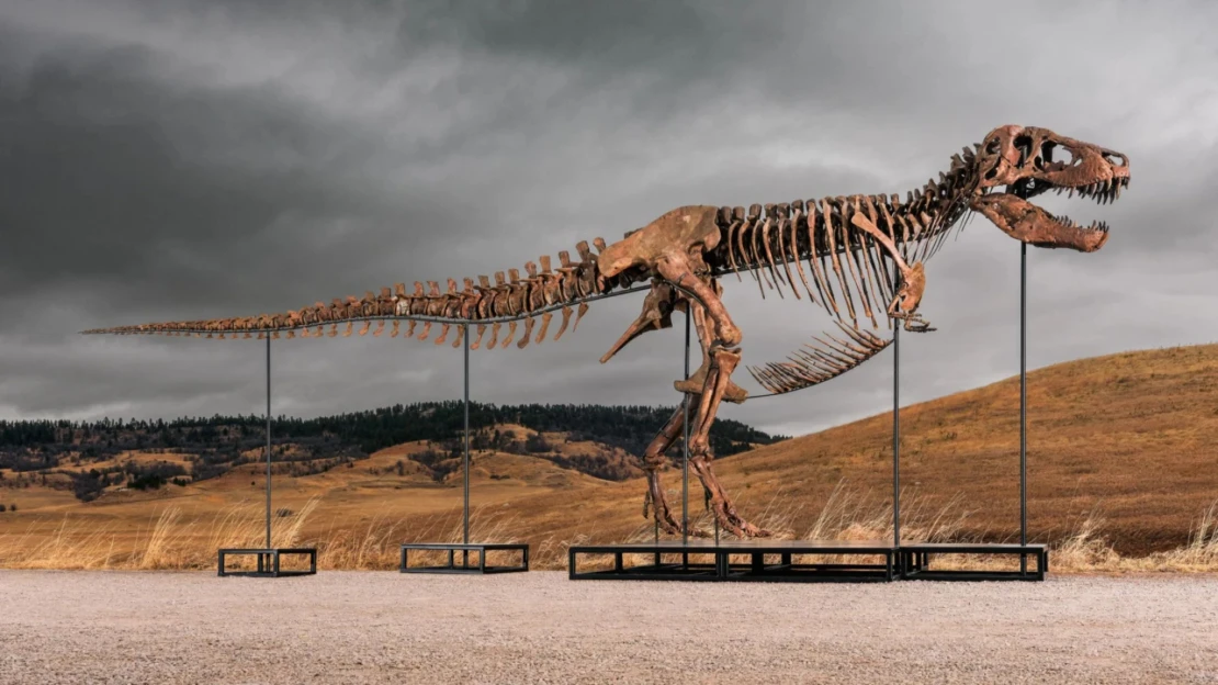 Takmer 44 miliónov eur za tyranosaura cez telefón. Fosílie lákajú  najbohatších