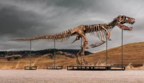 Takmer 44 miliónov eur za tyranosaura cez telefón. Fosílie lákajú  najbohatších