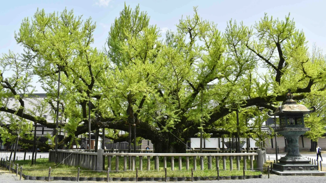 Japonsko skúša AI pri diagnostike stromov, ktorým hrozí pád